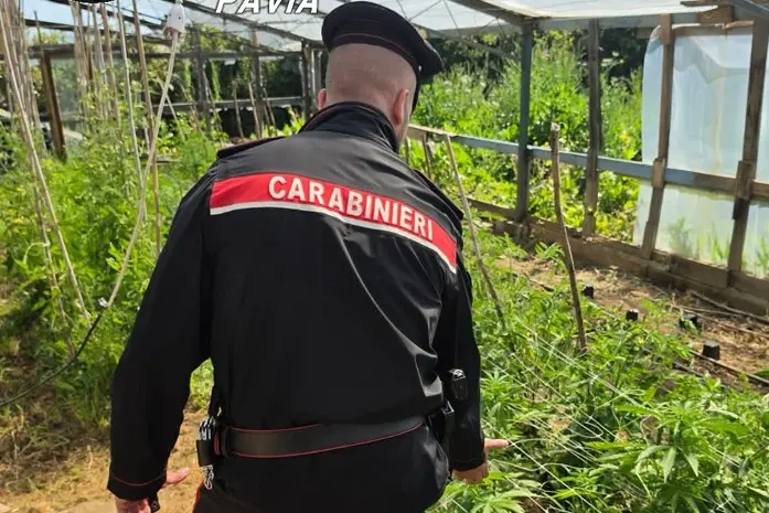 Carabinieri controllano una serra di marijuana