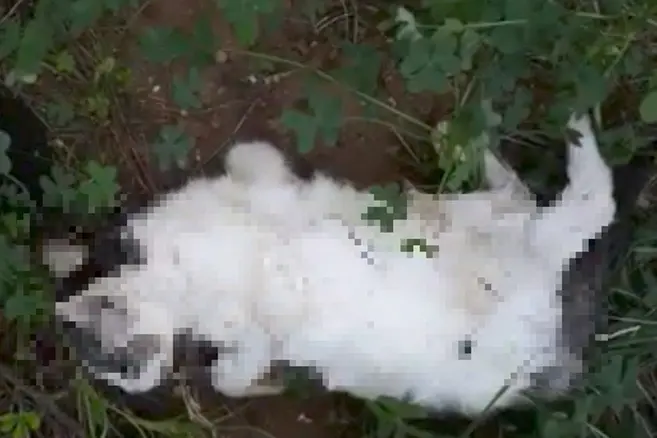 Uno dei gatti uccisi (foto concessa)