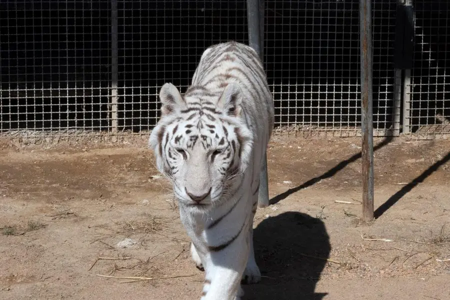 Una tigre (foto archivio L'Unione Sarda)