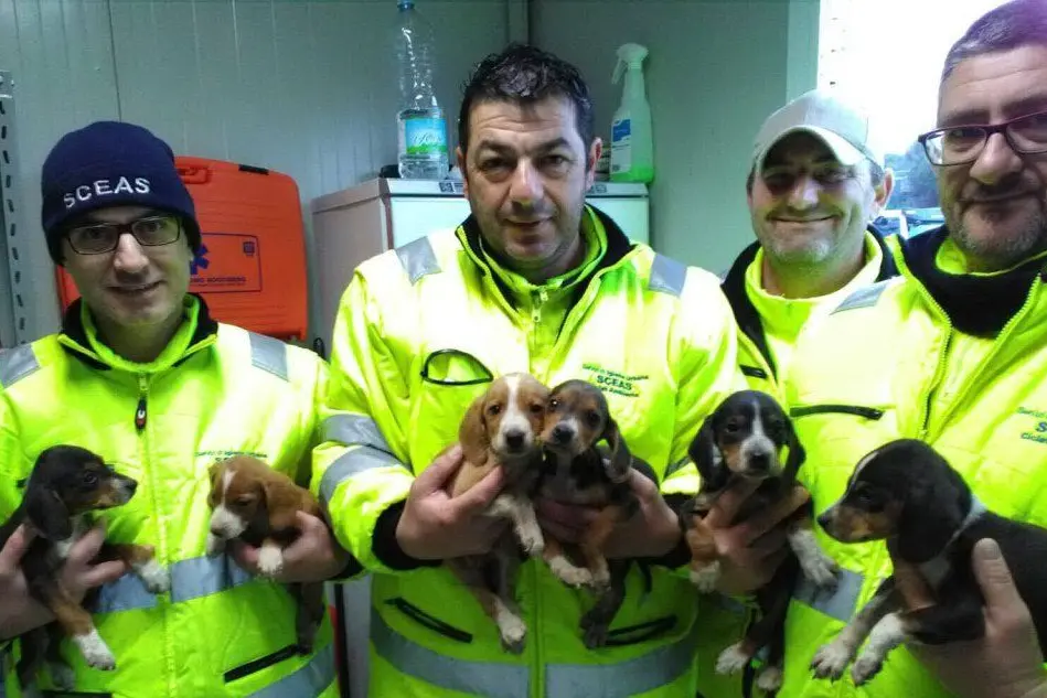 I cuccioli salvati ad Arzachena