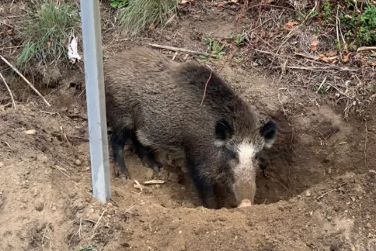 Il cinghiale ferito sulla cunetta nella ss 131 (foto concessa da forestale)