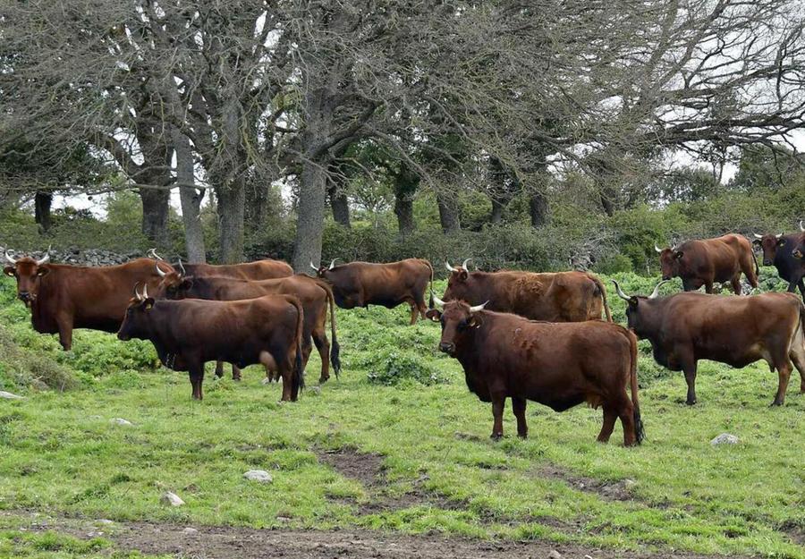 «Dermatite, eccessivo il blocco dell’Isola»