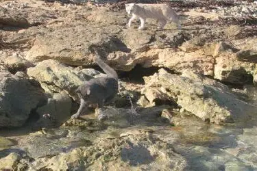 Zeeva 'fa il bagno' a Su Pallosu, mentre Jerry la osserva circospetto