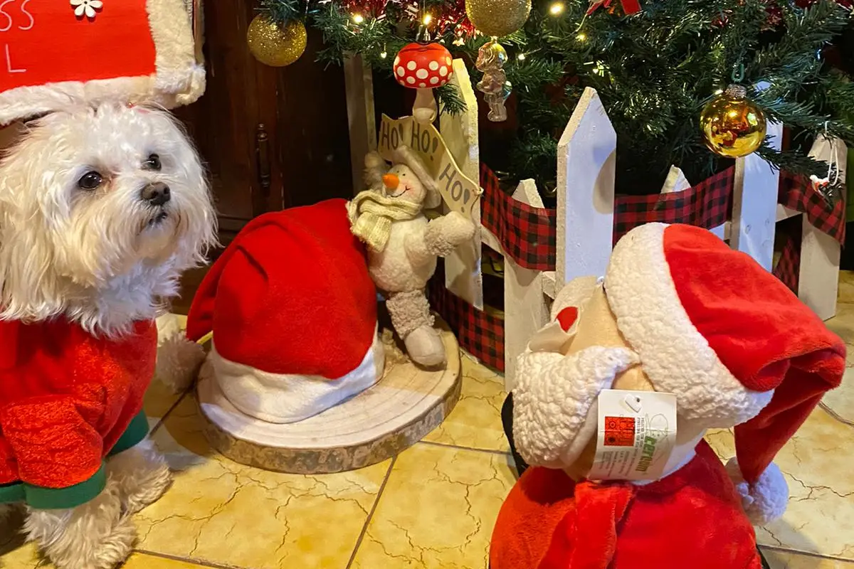 Buona Natale da Nala