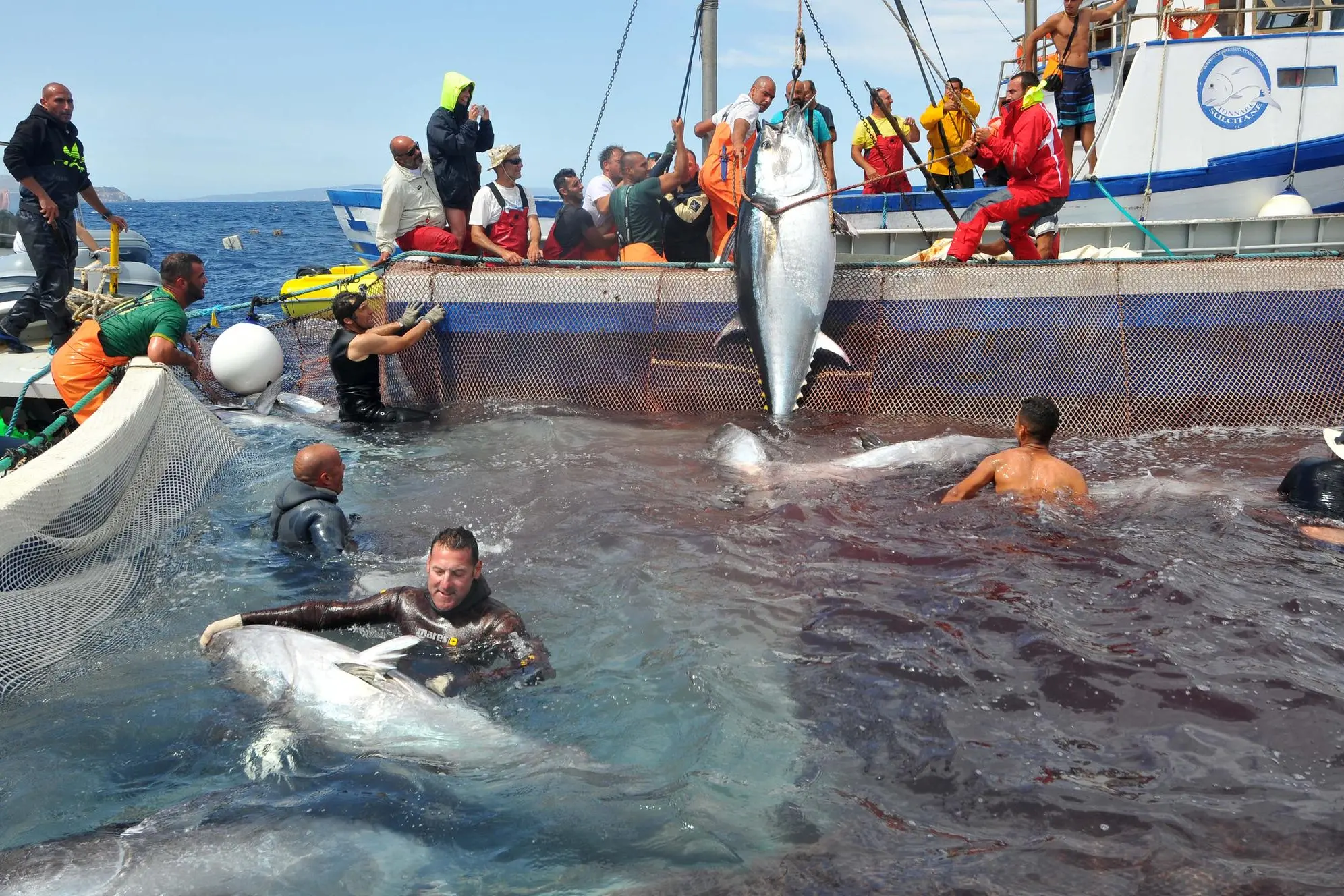 Mattanza dei tonni a Portoscuso (foto Angelo Cucca)