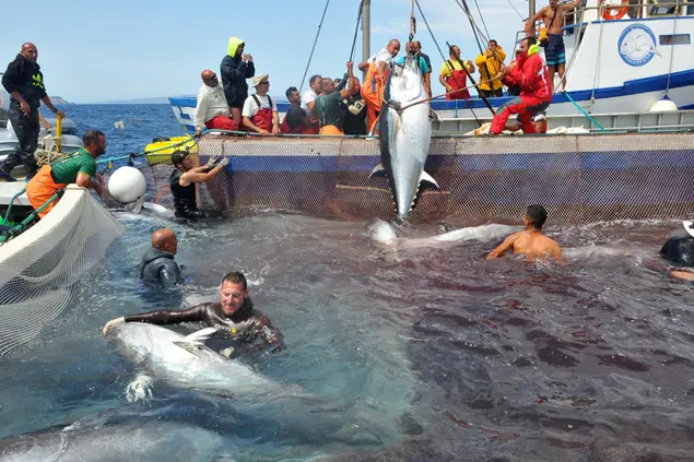 Mattanza dei tonni a Portoscuso (foto Angelo Cucca)