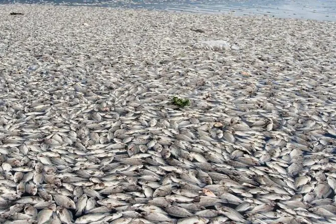 Pesci morti (foto d'archivio, Ansa)