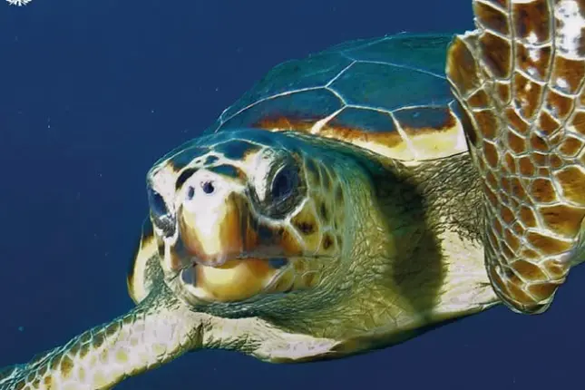 Tartaruga Caretta caretta (foto concessa)