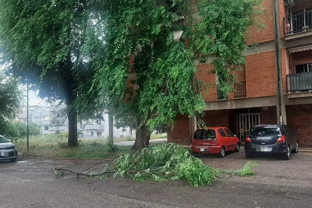 Il ramo caduto in via Toscanini (foto Tellini)