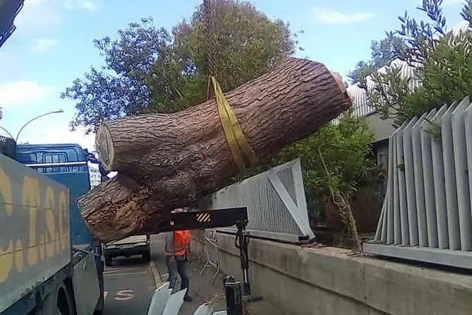 La rimozione del pino (foto Luigi Serra)