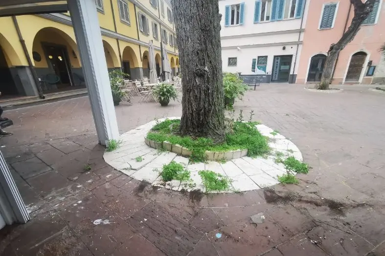 L'albero in piazza Garibaldi (foto L'Unione Sarda - Pala)