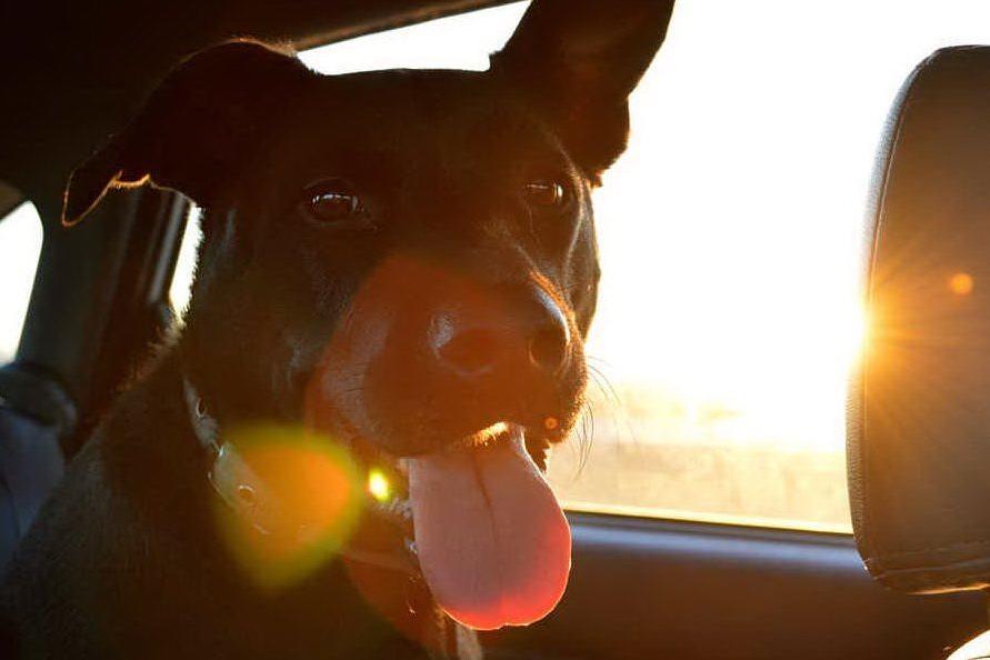 Lascia il cane nell'auto al sole e l'animale muore: denunciata dog sitter