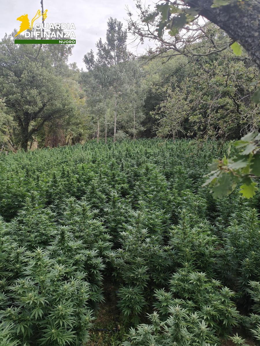 Terralba, scovata una maxi piantagione di marijuana: otto arresti