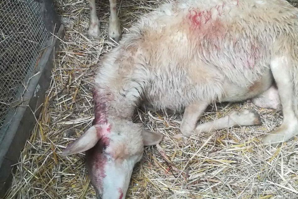 Strage di pecore in Toscana, &quot;un problema tristemente conosciuto anche dai pastori sardi&quot;