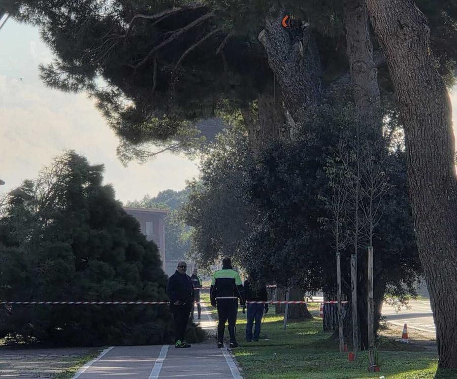 Via Nazionale,  abbattuto uno dei pini: era pericolante