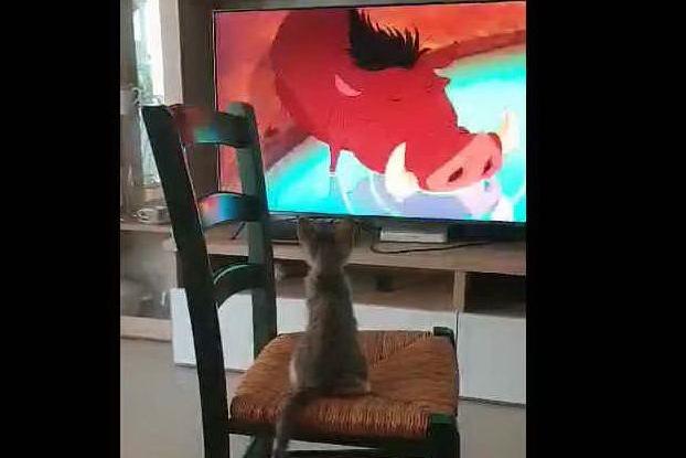 Penelope, la gattina sarda che guarda i cartoni alla tv
