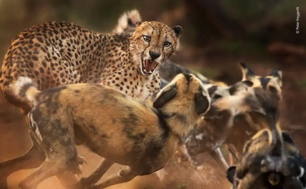 Un ghepardo viene attaccato da un branco di cani selvaggi in Sudafrica di Peter Haygarth