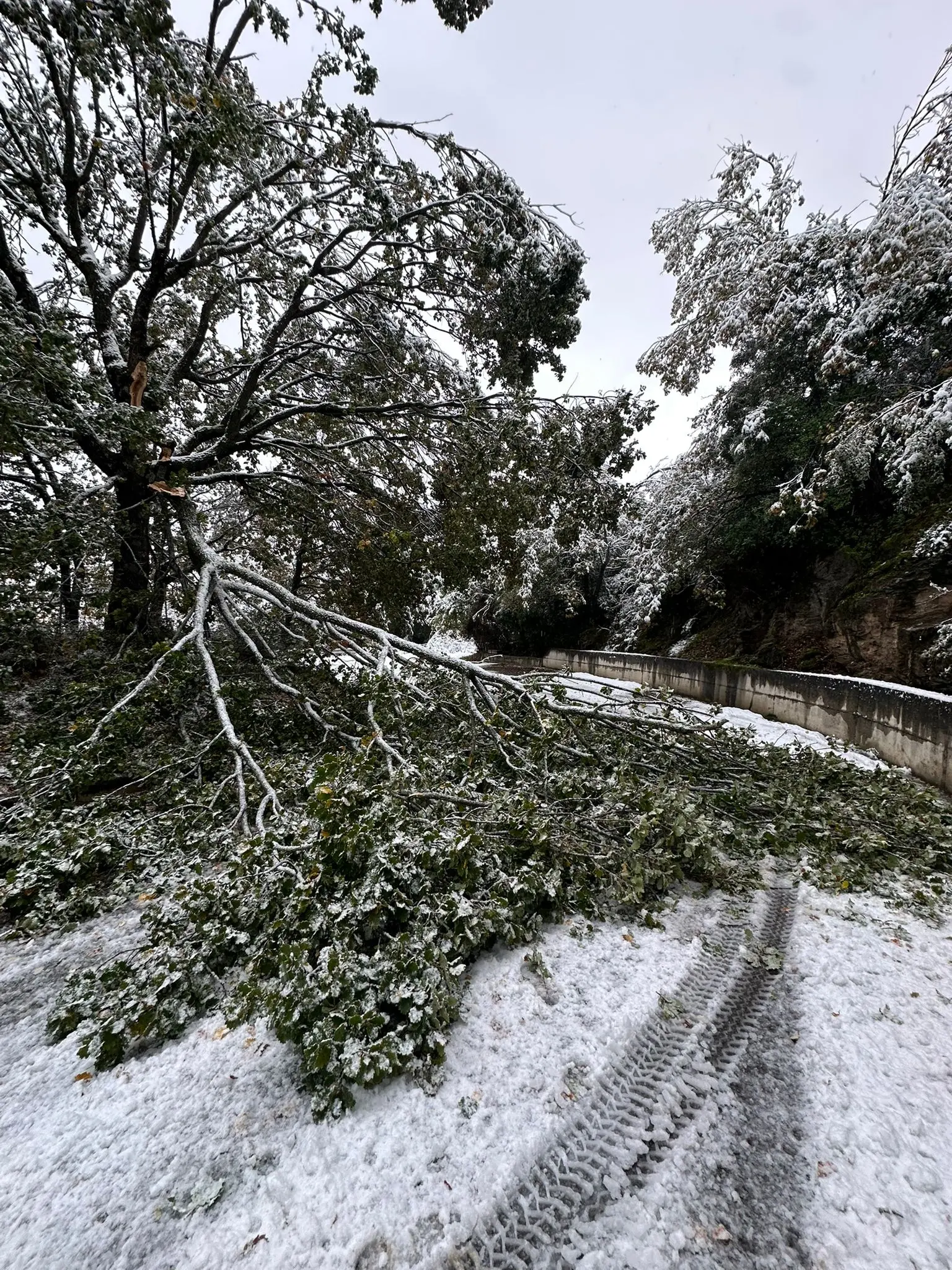 L'albero caduto a Esterzili