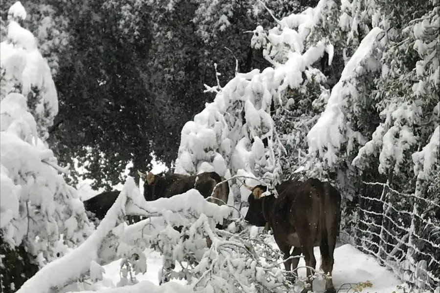 Ein Bauernhof im Schnee (Foto Coldiretti Sardinien)
