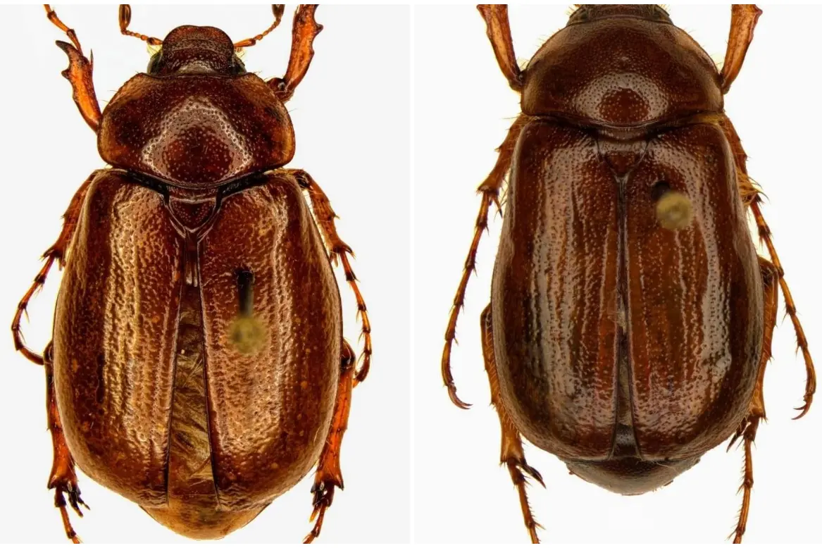 Due esemplari di Rhizotrogus ruzzantei (foto concessa)