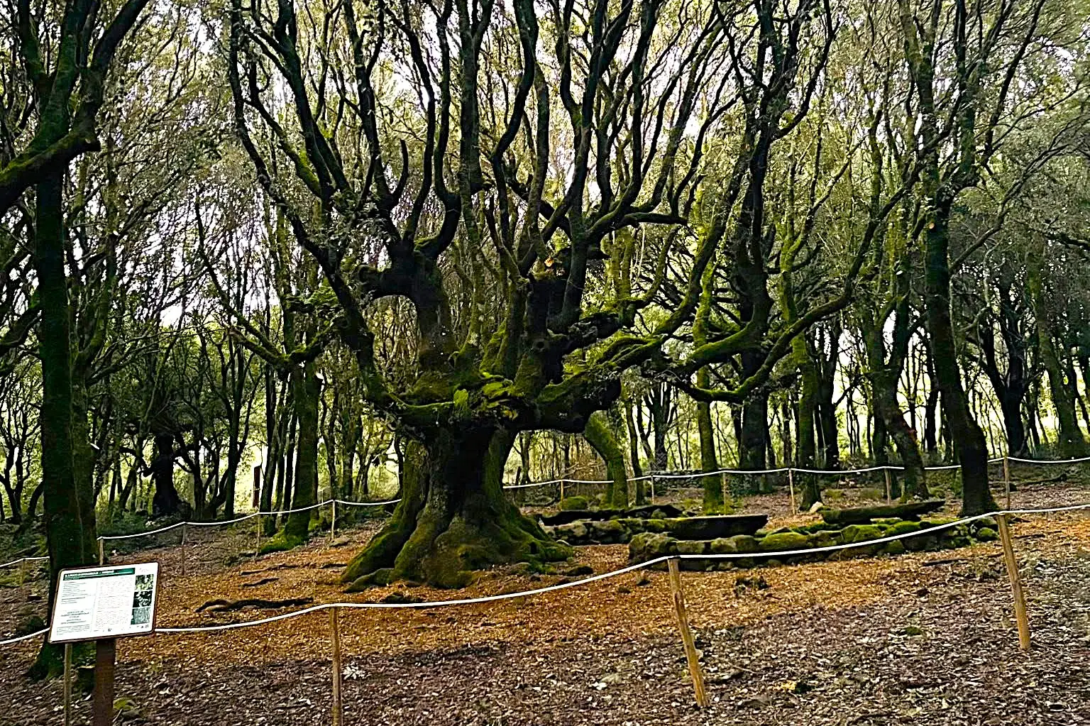 Seneghe, il leccio secolare (foto Comune di Seneghe)