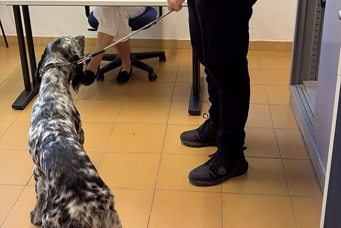 Sassari, uno dei cani microchippati