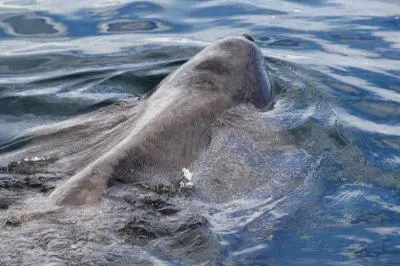 L'esemplare di squalo elefante avvistato dai forestali