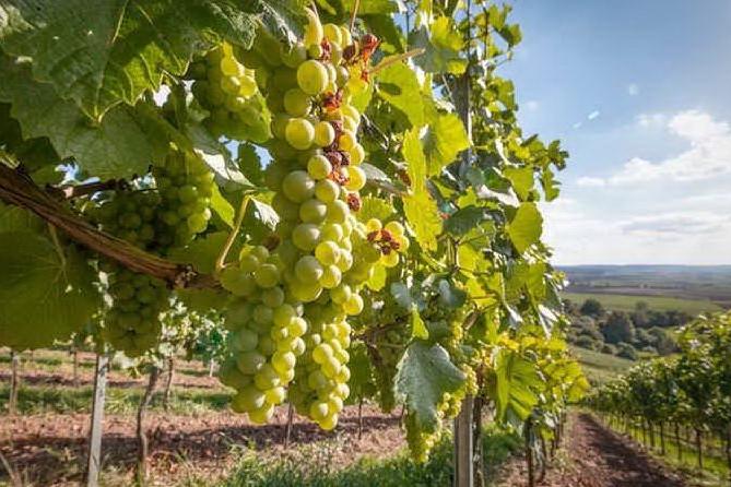 La Regione stanzia 800mila euro per investimenti nel settore vitivinicolo