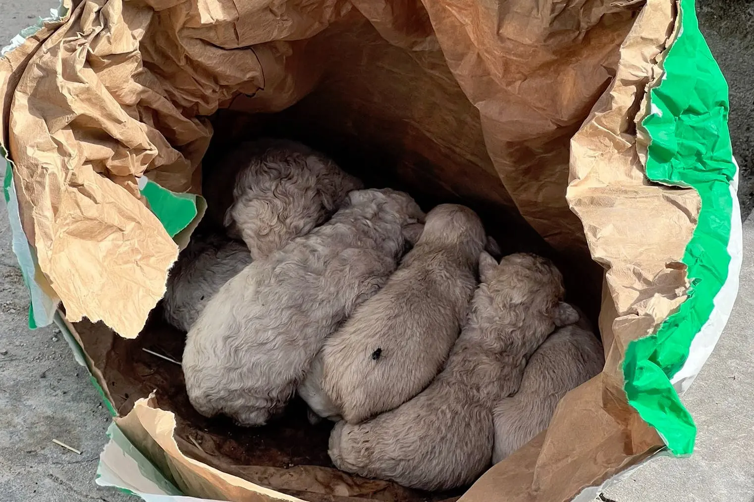 I cuccioli abbandonati (foto concessa)