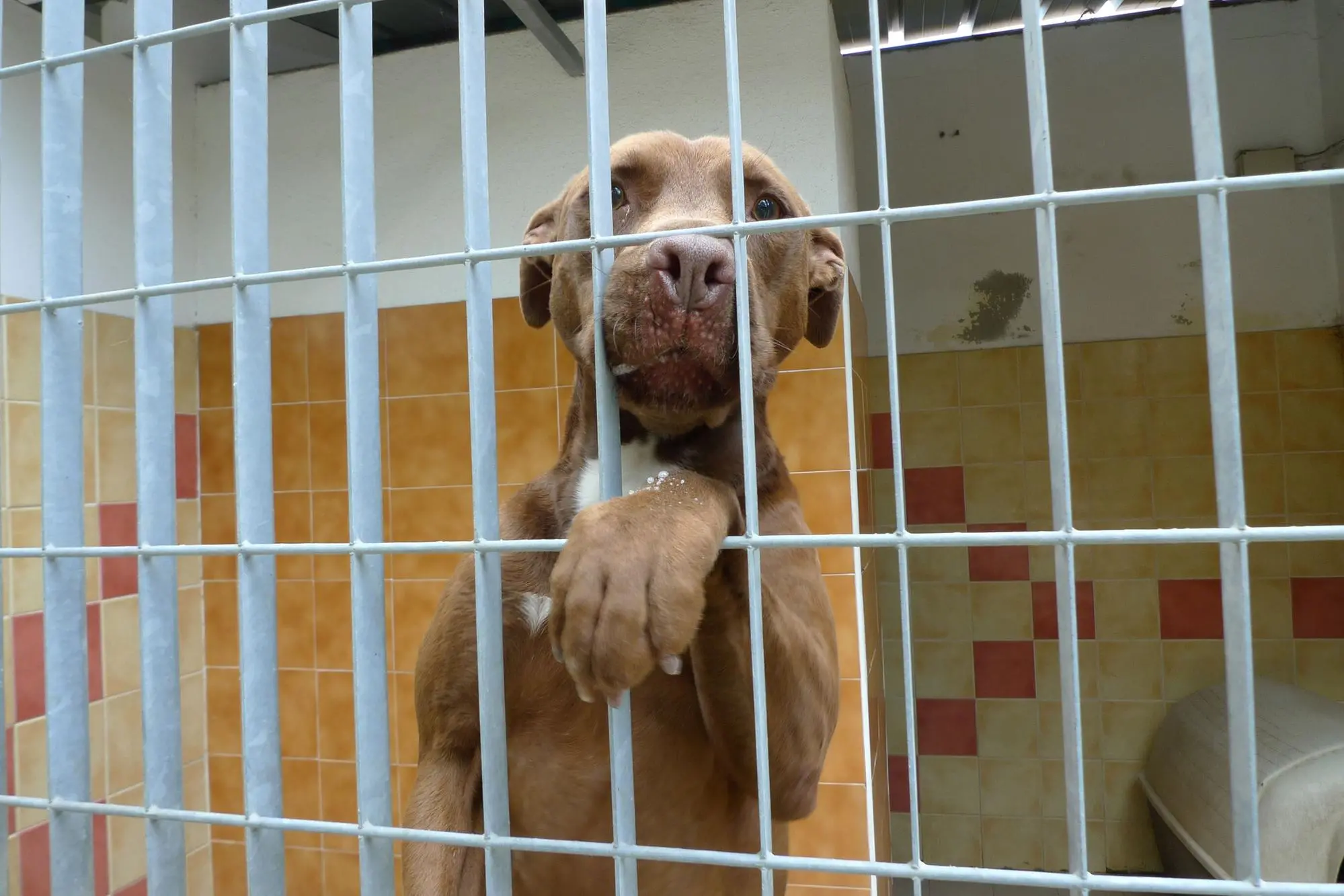 Cagliari, canile comunale (Archivio L'Unione Sarda)