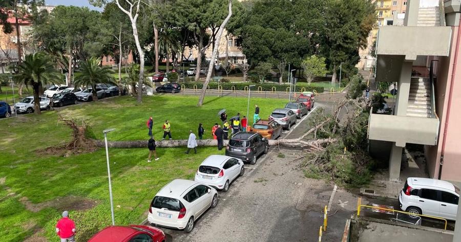 Pino cade su un’auto: momenti di terrore al Santissima Trinità