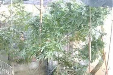 Le piante di marijuana sequestrate a Sestu