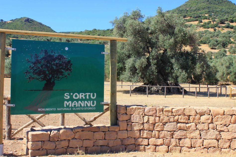 Villamassargia, primi approcci per curare gli ulivi malati de s'Ortu Mannu