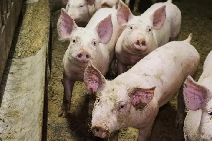 Via libera dopo 11 anni di blocco alla circolazione della carne di maiale sarda  (L'Unione Sarda)