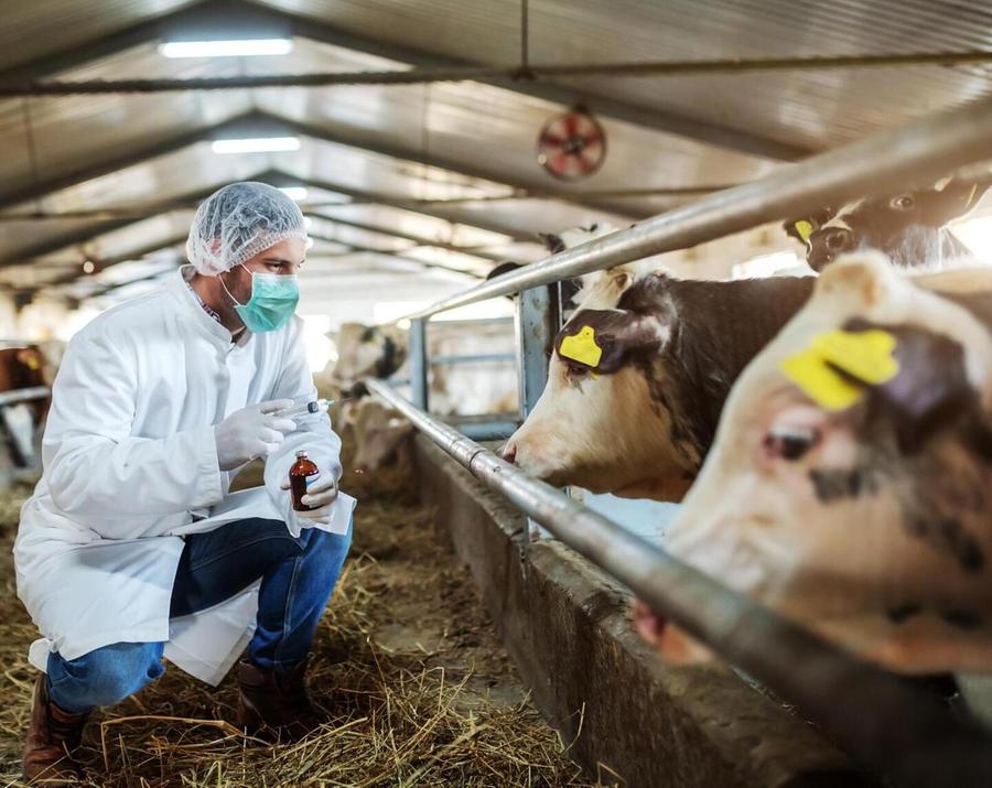 «Dermatite bovina, ora si riparta»