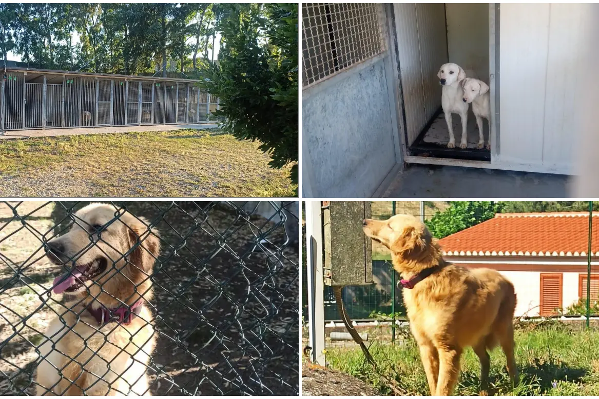 Il canile e alcuni cani (foto Ledda)
