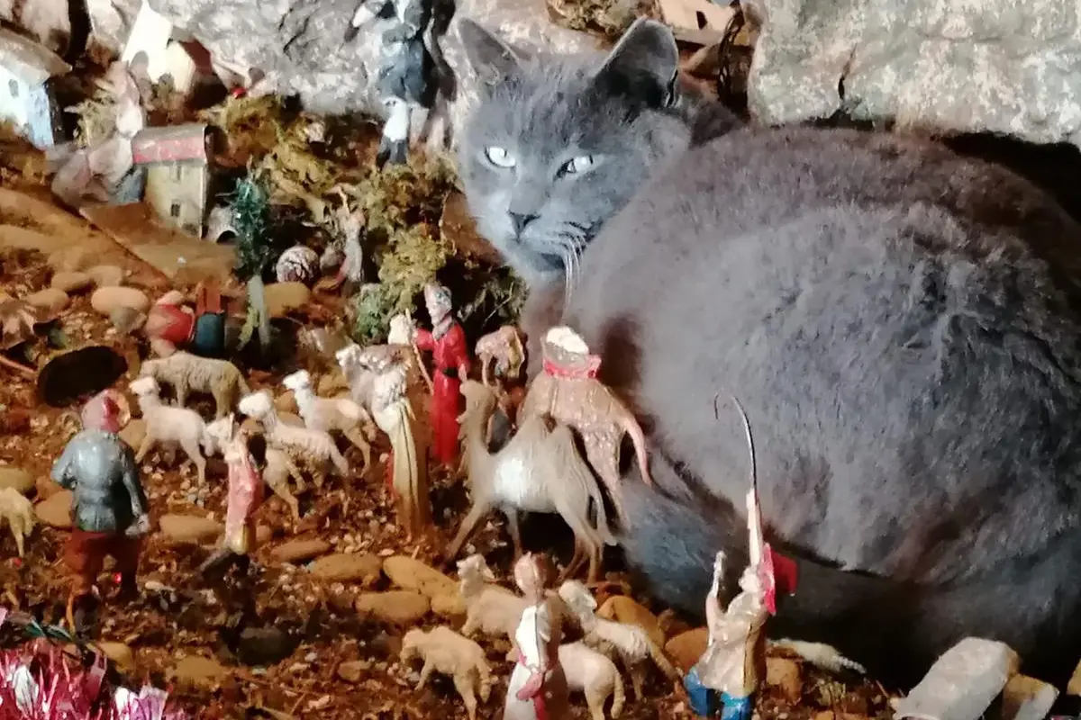 Buon Natale da Grey e dalla famiglia Piras di San Gavino