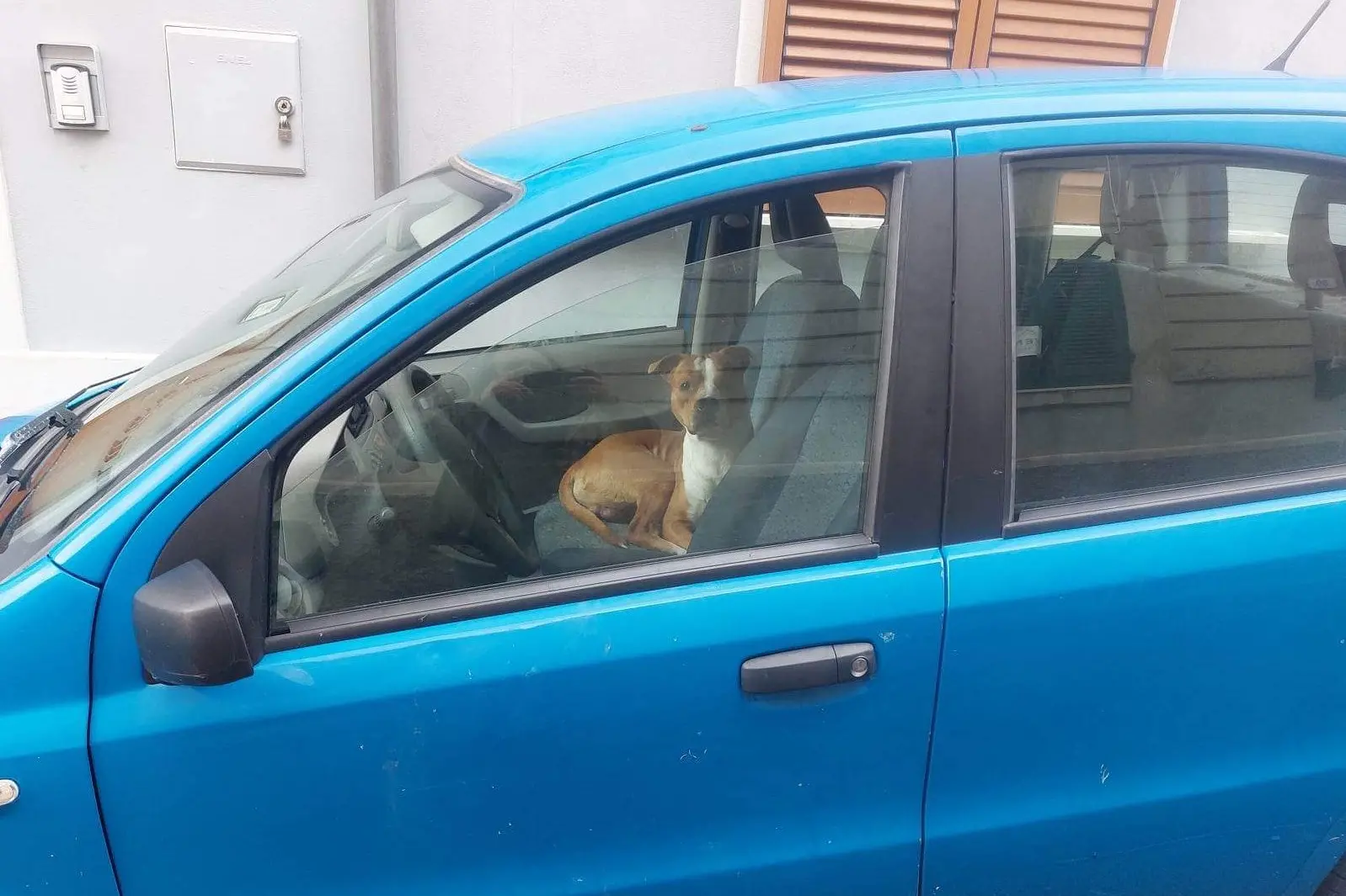Il cane chiuso nell'auto (foto Tellini)
