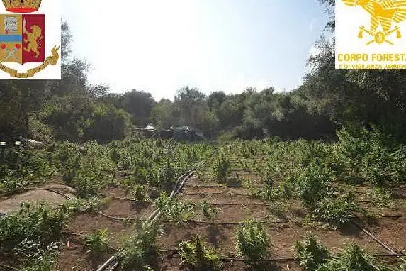 La piantagione