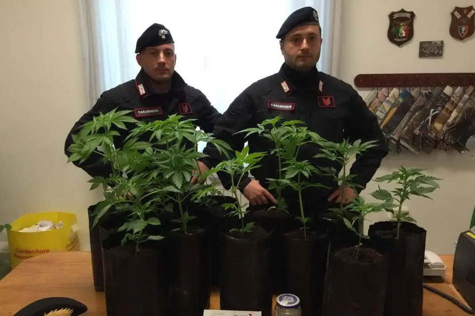 Le piante sequestrate