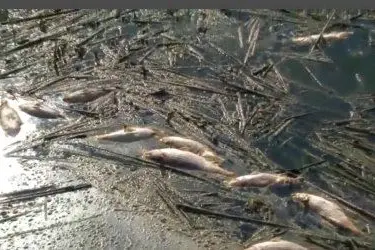 La morìa di pesci a Molentargius