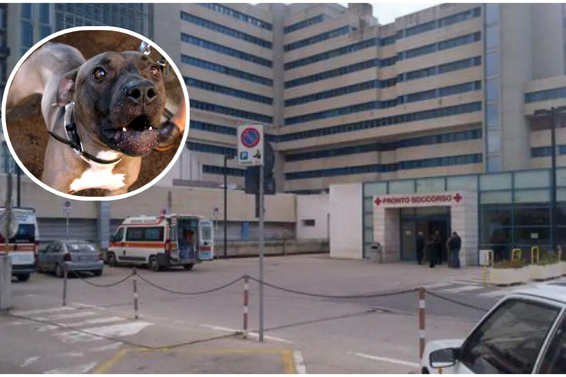 Il pronto soccorso dell'ospedale Brotzu e, nel tondo, un pitbull (Ansa e Archivio L'Unione Sarda)