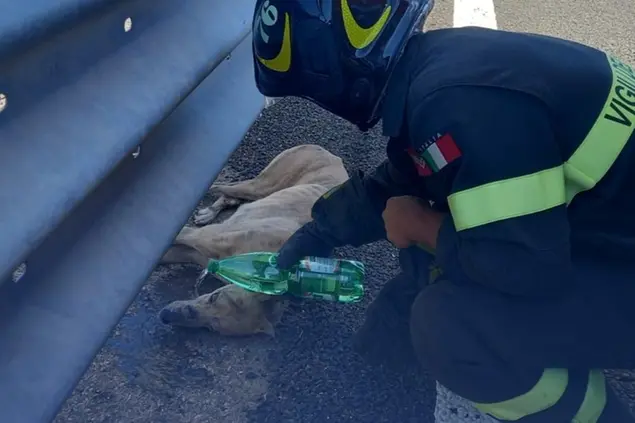 Il cane soccorso sulla 131