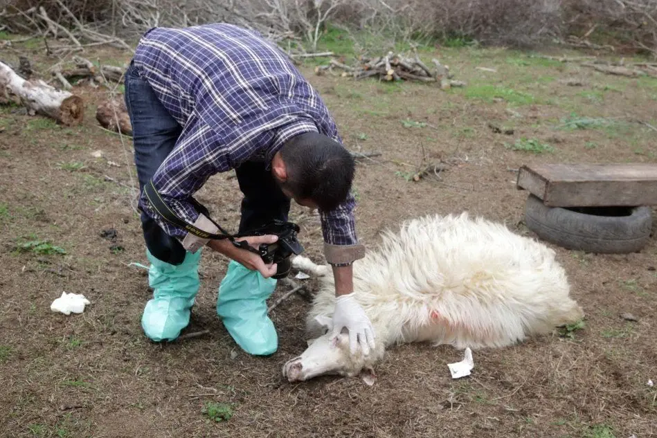 Accertamenti su una pecora
