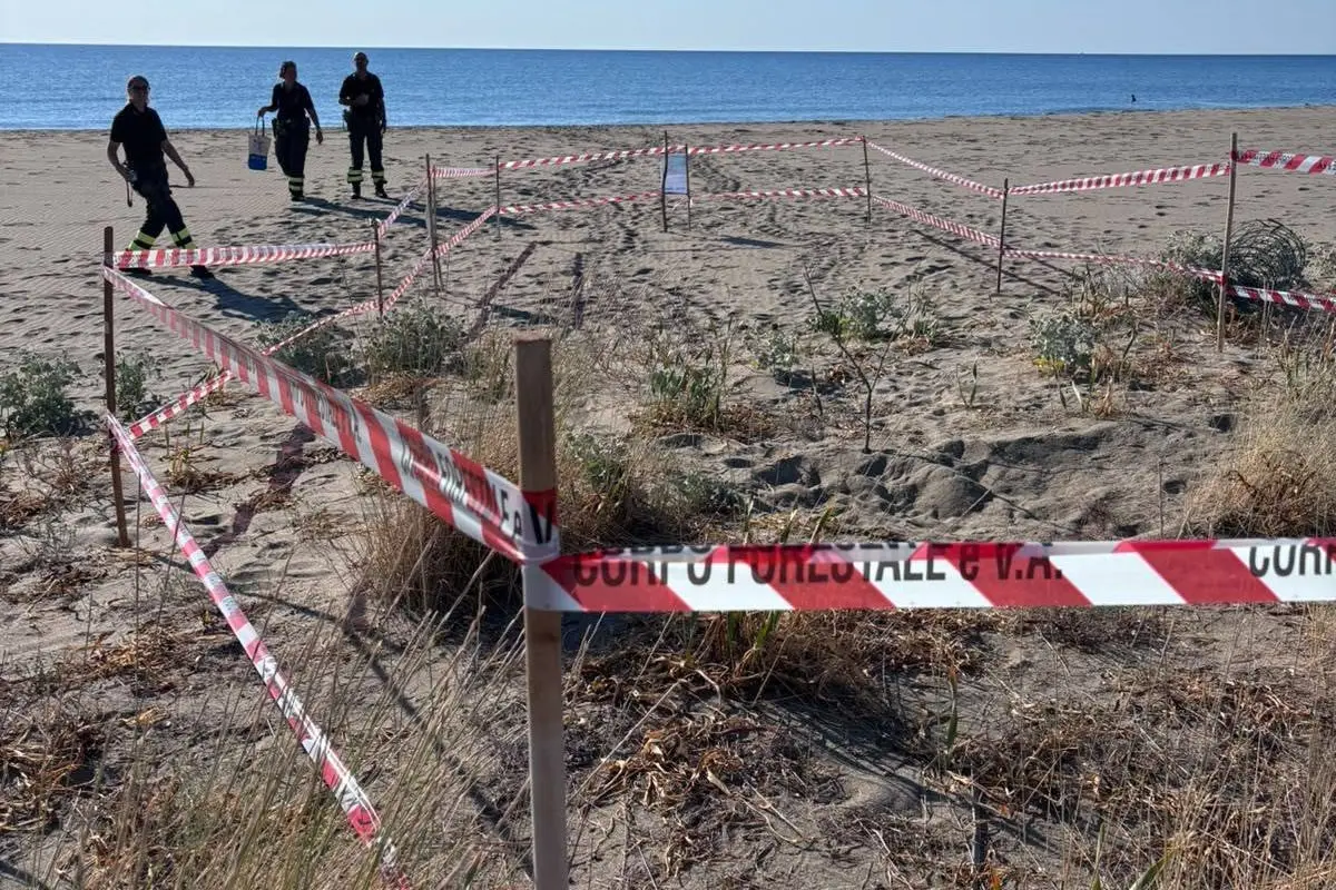 Il nido di Caretta caretta a Colostrai (foto Agus)