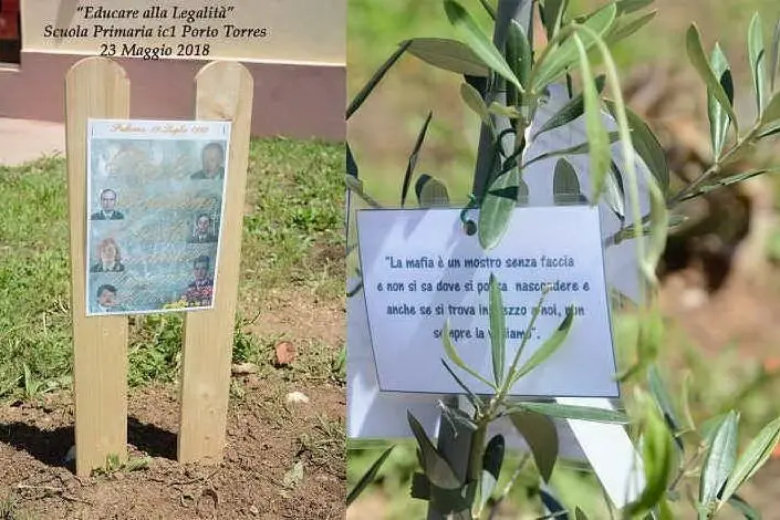 Ulivo dedicato a Falcone e Borsellino