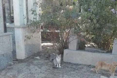 Un gatto al cimitero