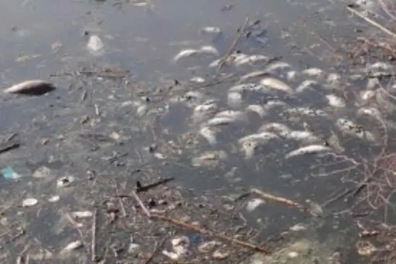 La moria di pesci (foto L'Unione Sarda - Sanna)