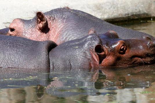 Ippopotami raffreddati nello zoo di Anversa, il test Covid è positivo: “Primi casi in questa specie”