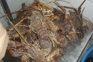 Pesca alle aragoste ad Alghero